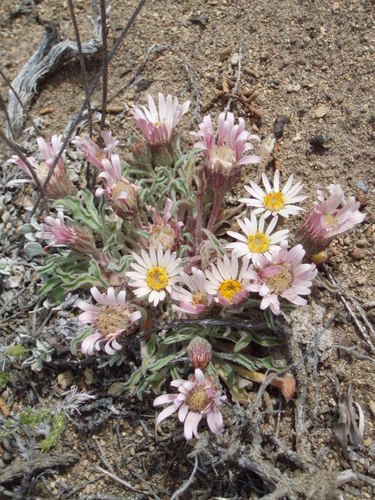 Townsendia florifera - PictureThis