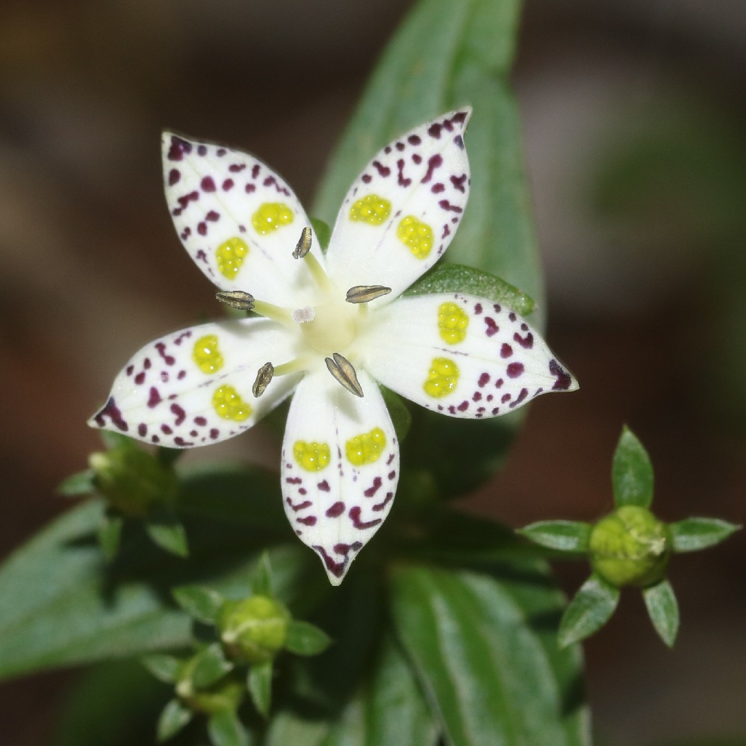 獐牙菜 (Swertia bimaculata) 照顧,種植,繁殖,開花時間 - PictureThis