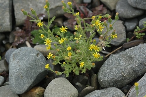 Sticky groundsel (Senecio viscosus) Flower, Leaf, Care, Uses - PictureThis