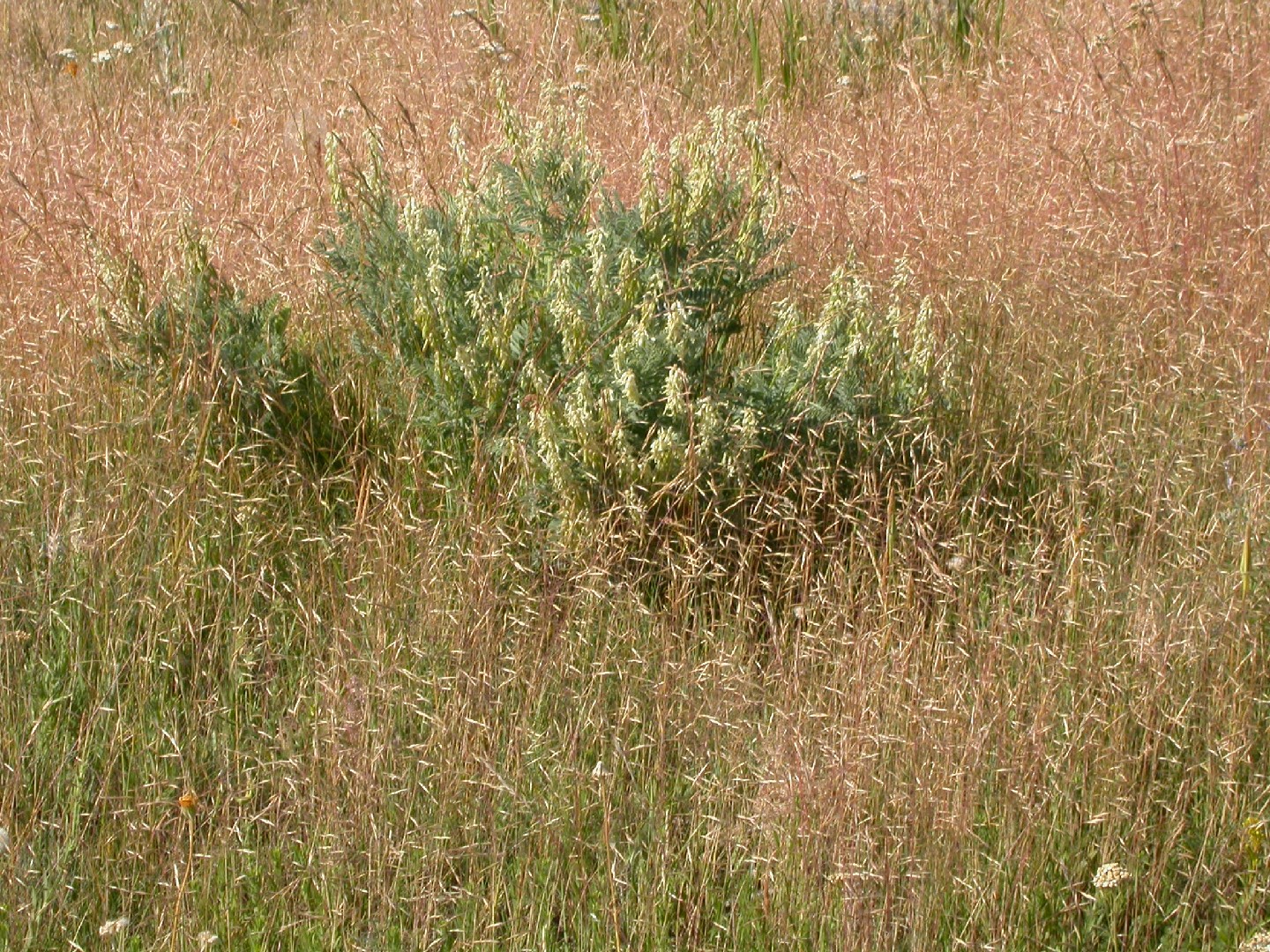North Africa grass (Ventenata dubia) Flower, Leaf, Care, Uses PictureThis