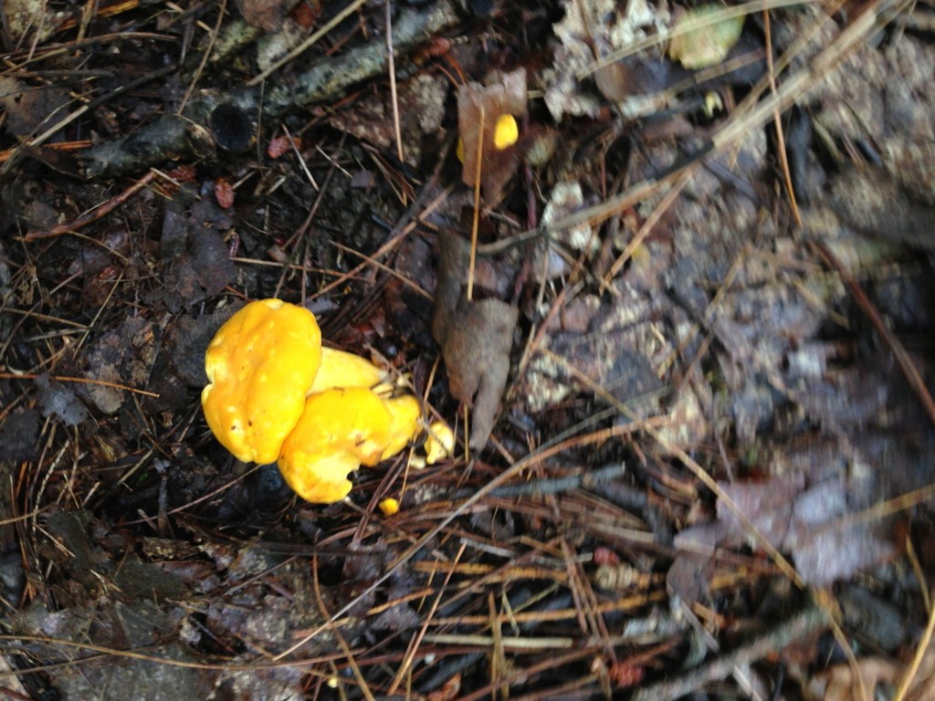 Cantharellus (Cantharellus)