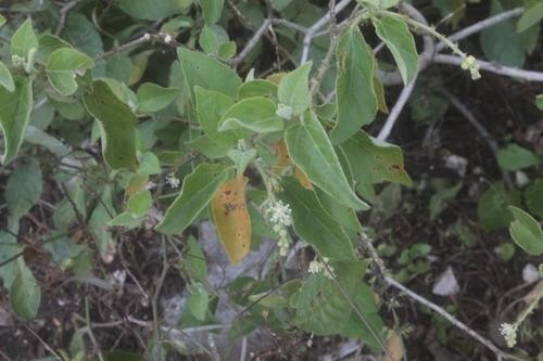Salvia (Croton ciliatoglandulifer) PictureThis