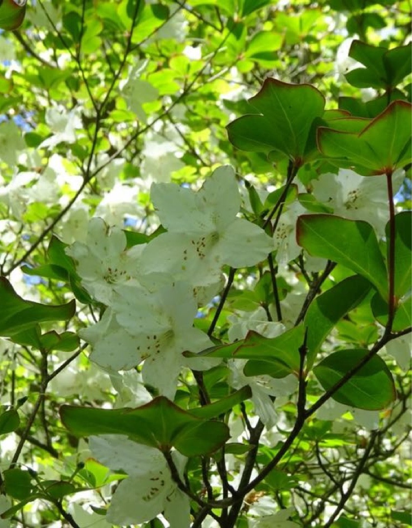 クロフネツツジ（黒船躑躅）の判定方法 (Rhododendron schlippenbachii)