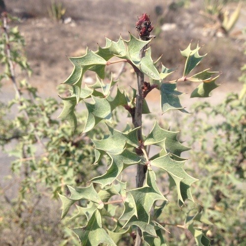 salmon barberry (Berberis) Flower, Leaf, Care, Uses PictureThis