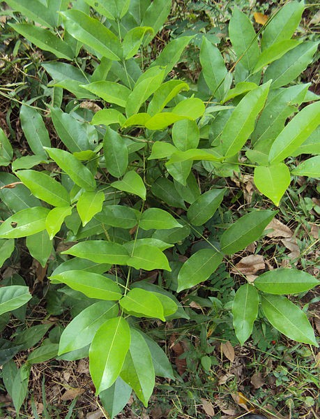 East-himalayan derris (Aganope thyrsiflora) Flower, Leaf, Care, Uses ...