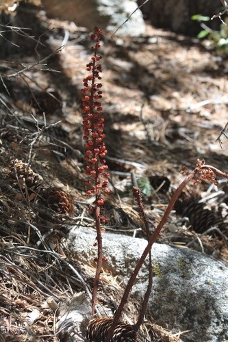 Pinedrops del bosque (Pterospora)