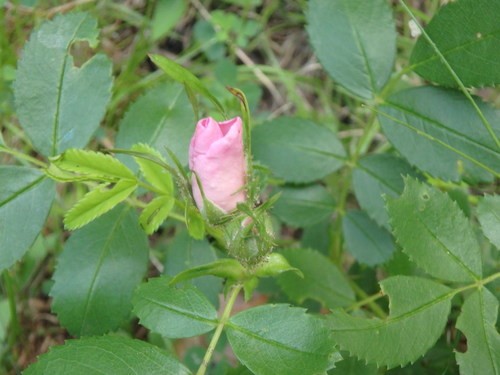 Шиповник каролинский (Rosa carolina) - PictureThis