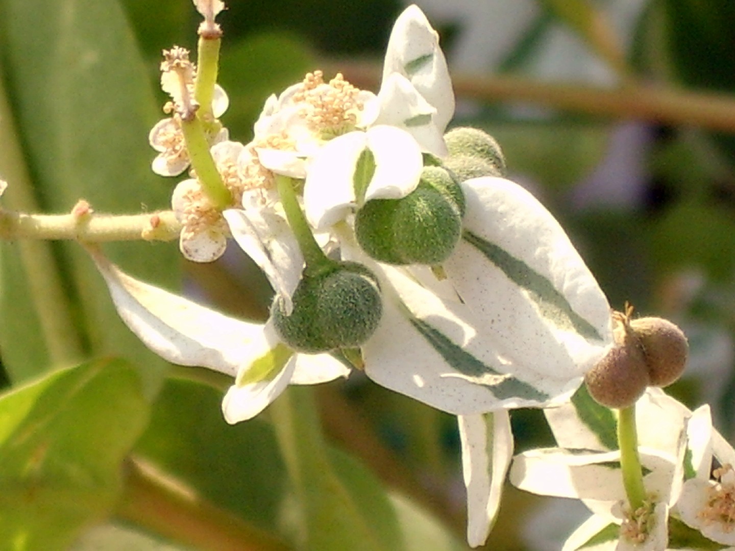 Euforbia Marginata (Euphorbia marginata) - PictureThis