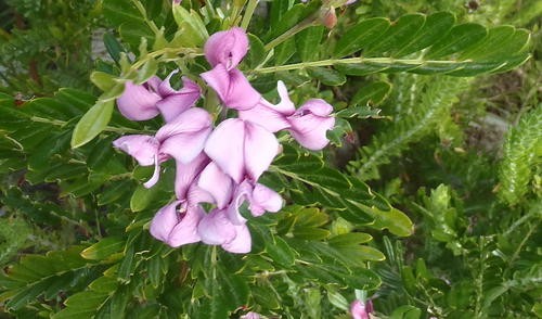 Virgilia divaricata PictureThis