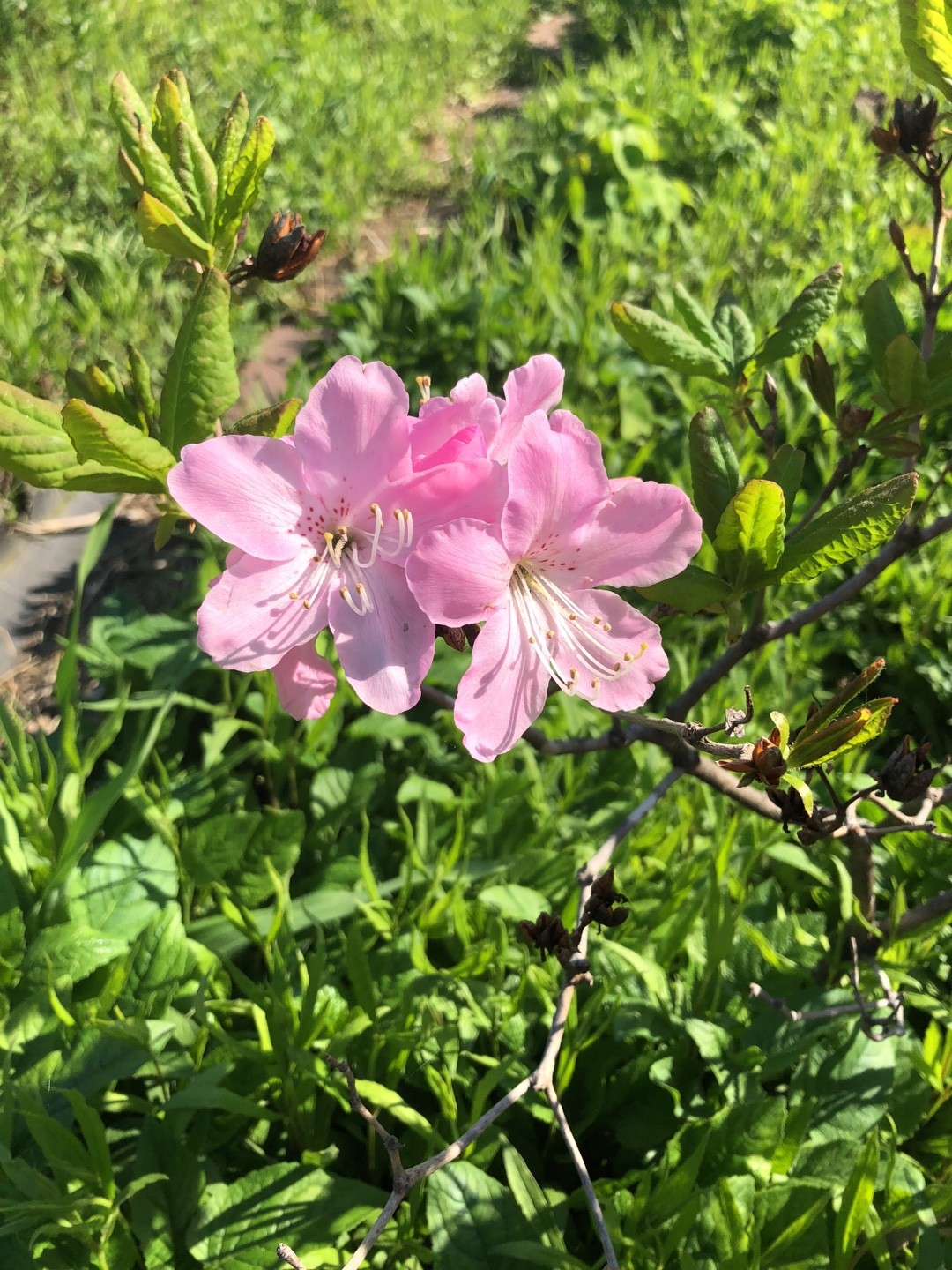 クロフネツツジ（黒船躑躅）の判定方法 (Rhododendron schlippenbachii)
