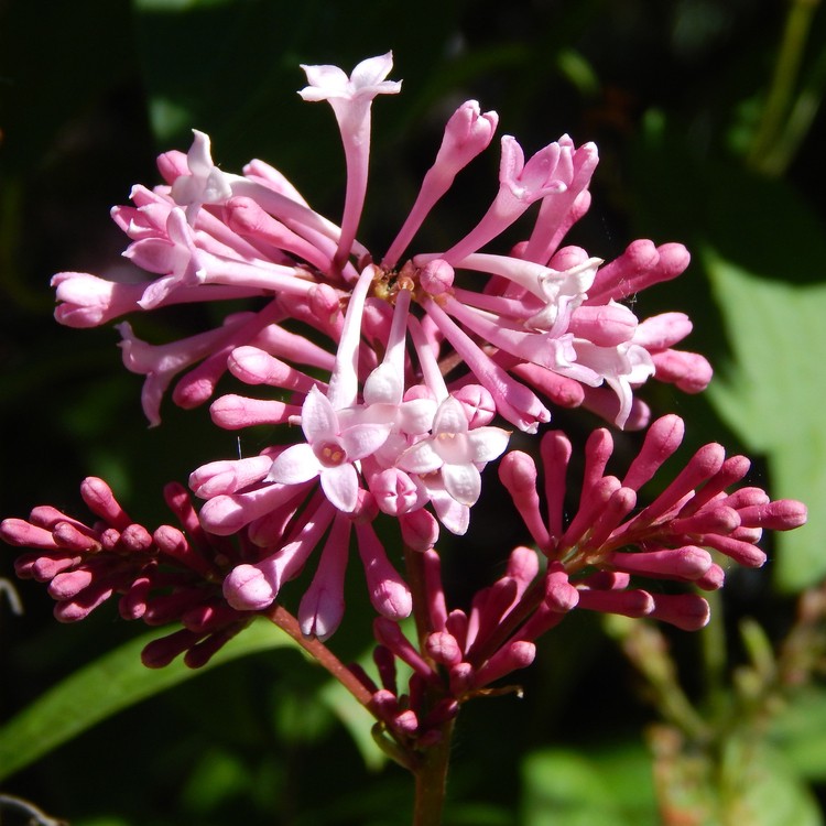 Image of Syringa villosa full bloom