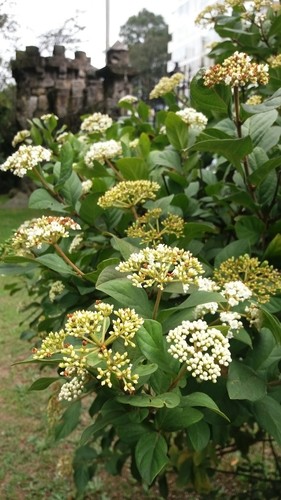 Viburnum triphyllum PictureThis