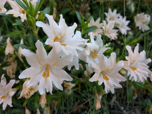 Diplacus - PictureThis