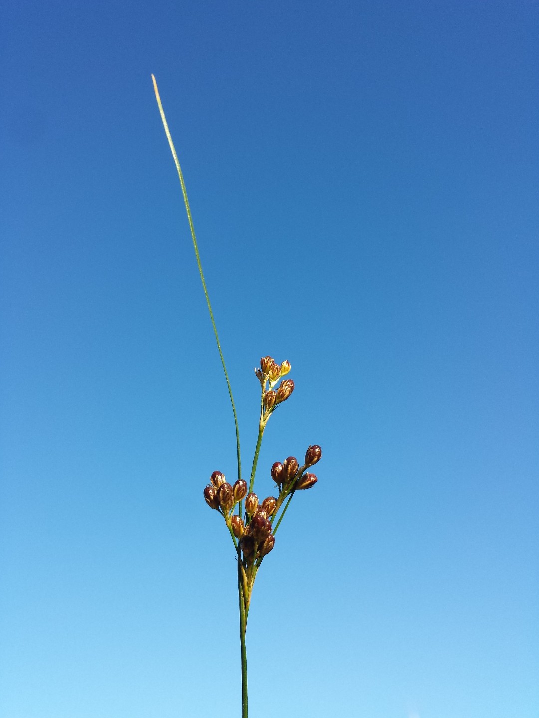 Round Rush Roundfruit rush (Juncus compressus) Flower, Leaf, Care, Uses - PictureThis