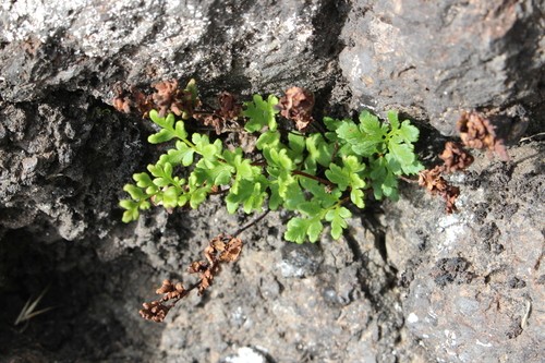 Cheilanthes sieberi PictureThis