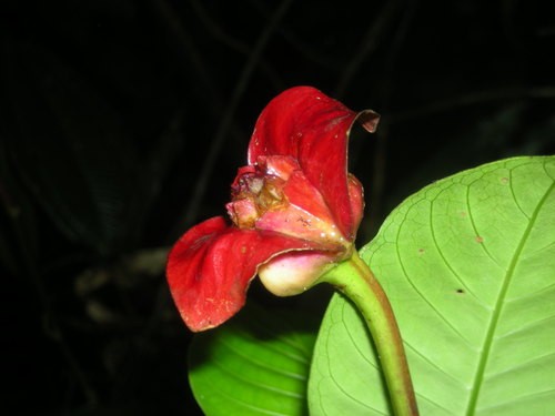 How to Grow and Care for Palicourea elata