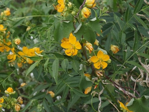 Senna Hirsuta Senna Hirsuta Picturethis Senna Hirsuta Senna Hirsuta Picturethis