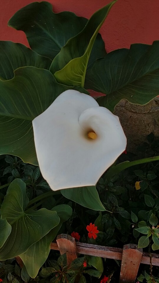 写実画 【和蘭海芋】　肉質画　サインあり botanical art 【和蘭海芋】肉質画サインあり