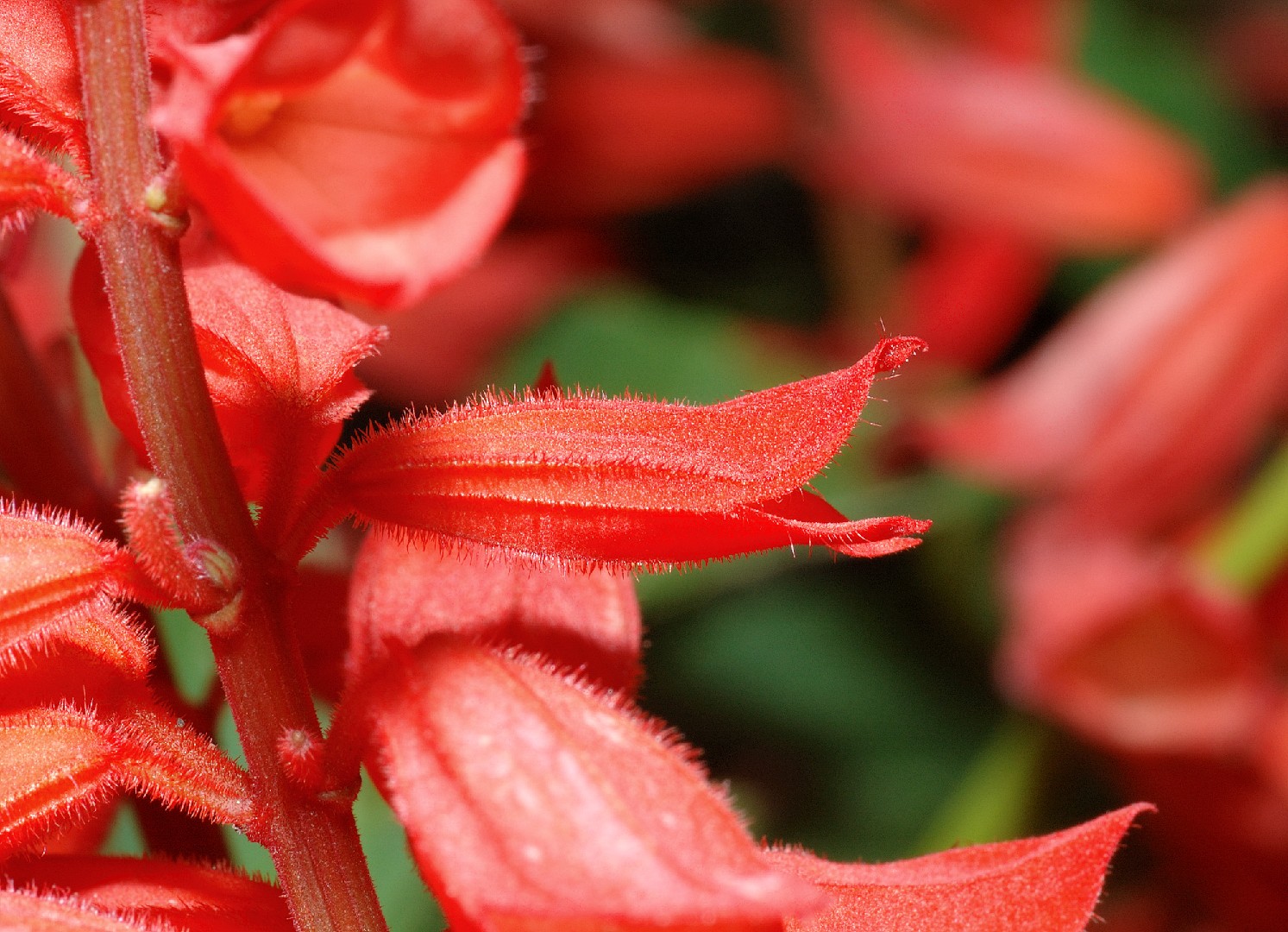 Scarlet sage (Salvia splendens) Flower, Leaf, Care, Uses PictureThis