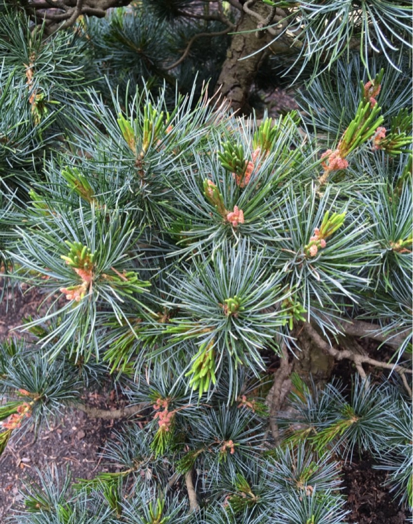 如何識別日本五針鬆(Pinus parviflora)