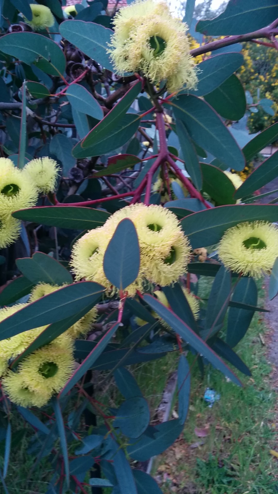 adiós Practicar senderismo Concentración Eucalipto (Eucalyptus globulus) - PictureThis
