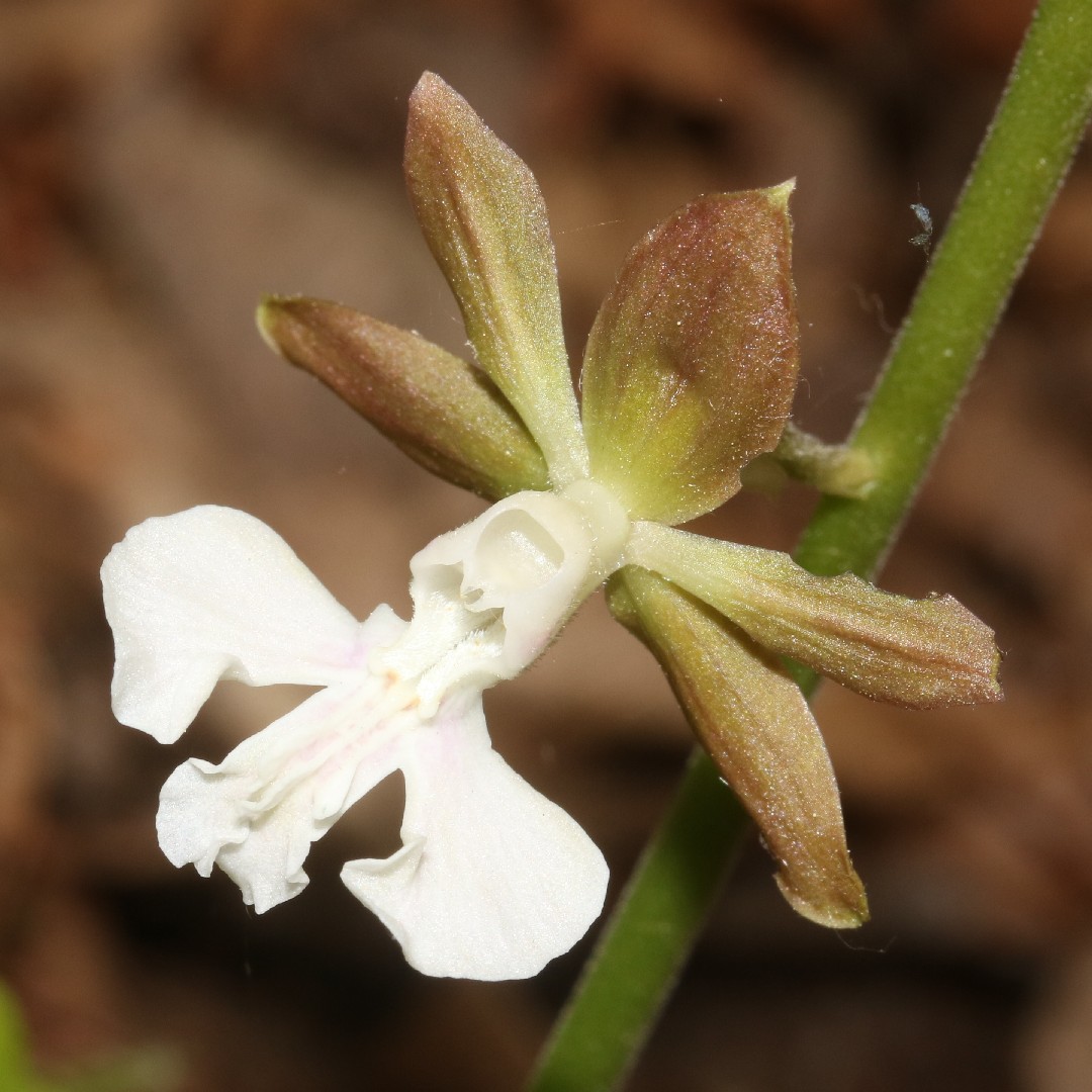 エビネ 海老根 Calanthe Discolor 花言葉 毒性 よくある質問 Picturethis エビネ 海老根 Calanthe Discolor 花言葉 毒性 よくある質問 Picturethis