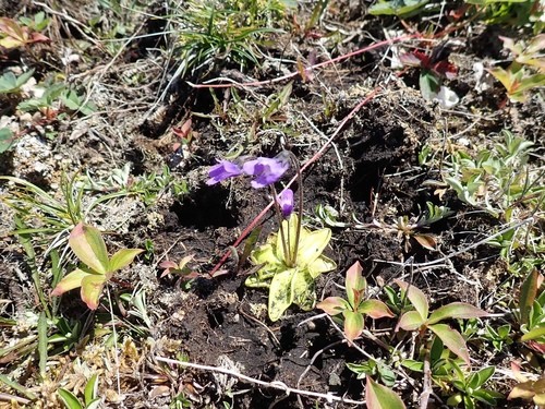 ムシトリスミレ (Pinguicula vulgaris) - PictureThis