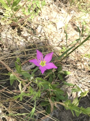 Sabatia campestris PictureThis