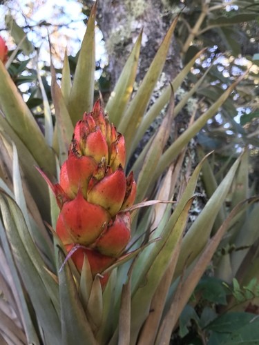 パイナップル科 (Bromeliaceae) - PictureThis