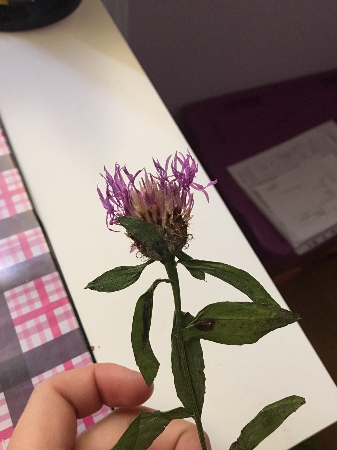 Großköpfige Actractylodes (Atractylodes macrocephala) PictureThis