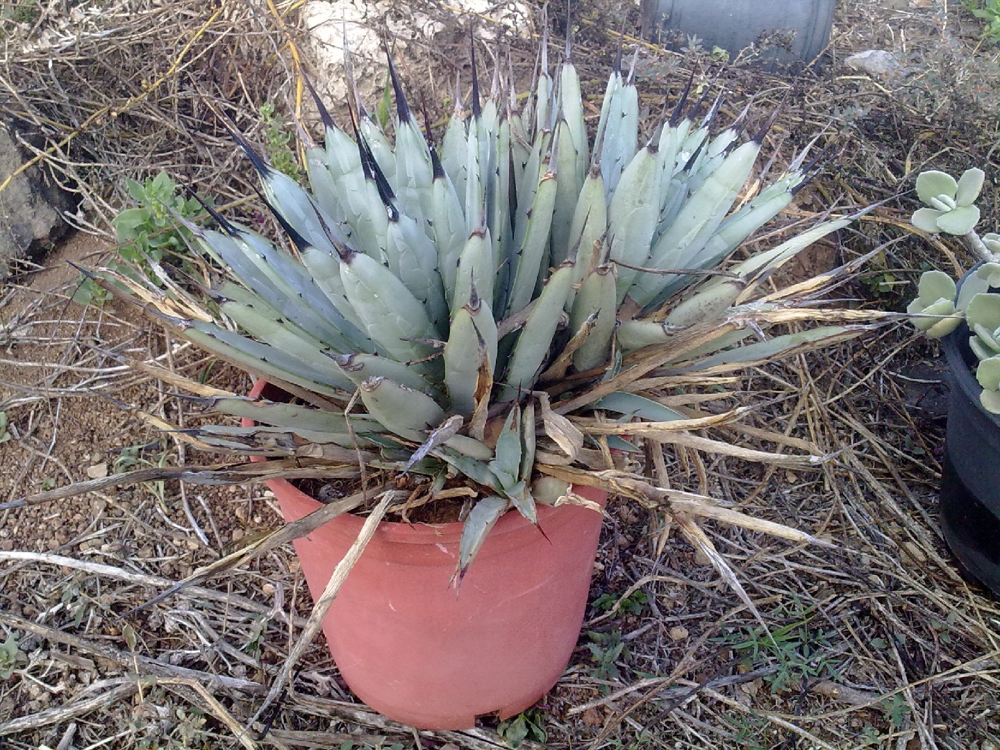 2 Agave macroacantha アガベ マクロアカンサ 大株 2 Agave 