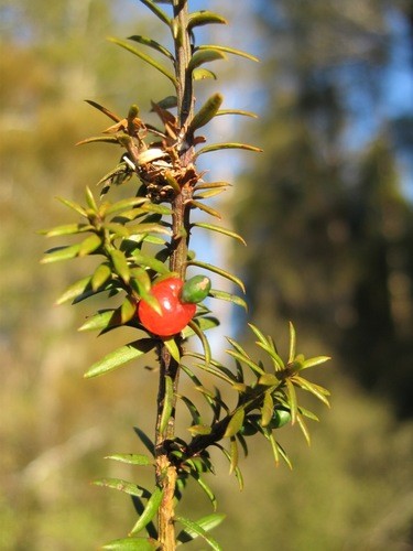 thuja homeopatia Thuja Herb Cellular Extract  NATIVE EXTRACTS