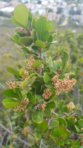 Searsia lucida PictureThis