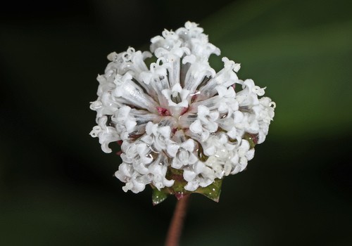 Melanthera (Melanthera)