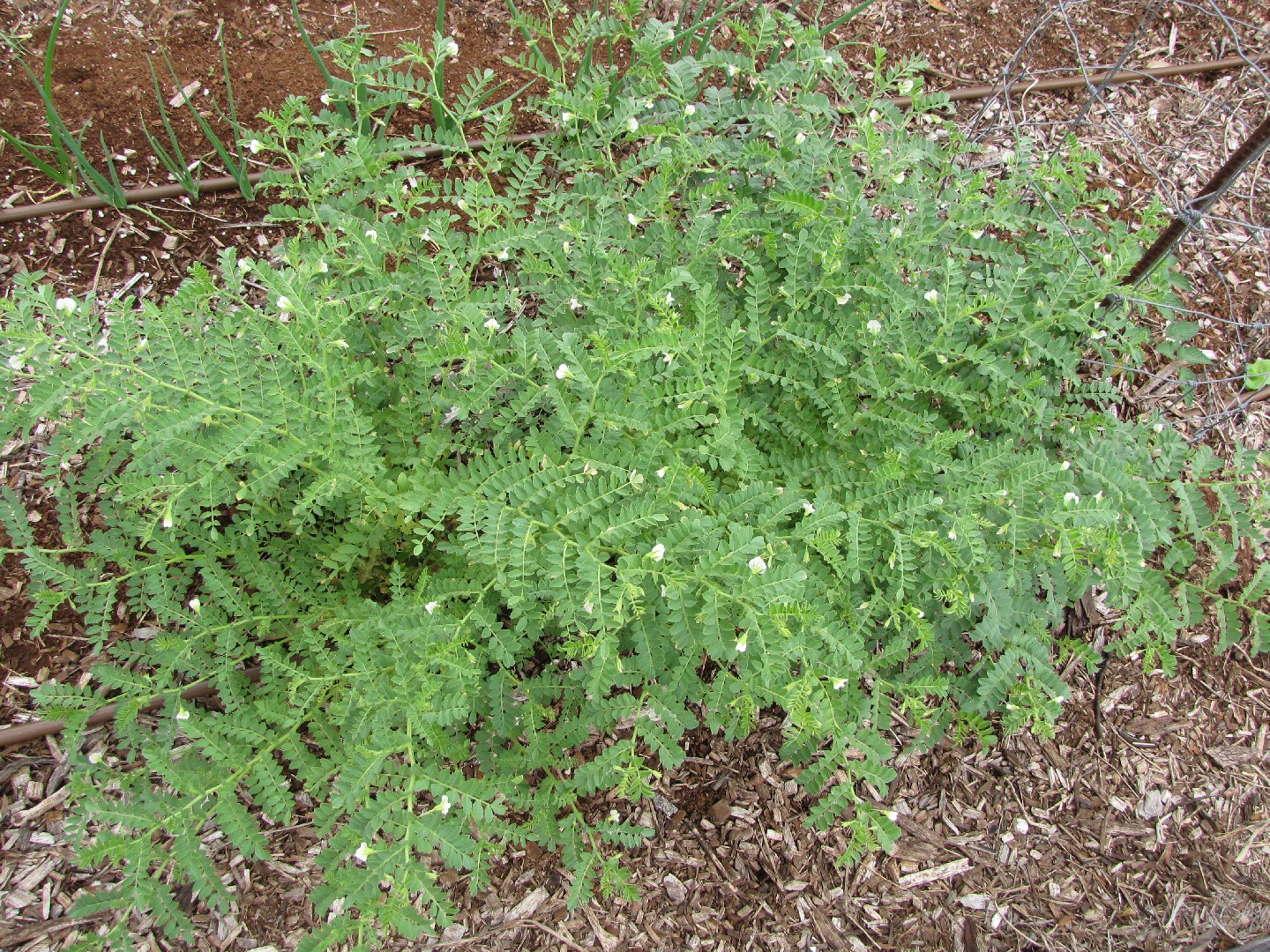 arborvitae planting Buy Emerald Green Arborvitae