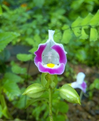 Torênia (Torenia fournieri) - PictureThis