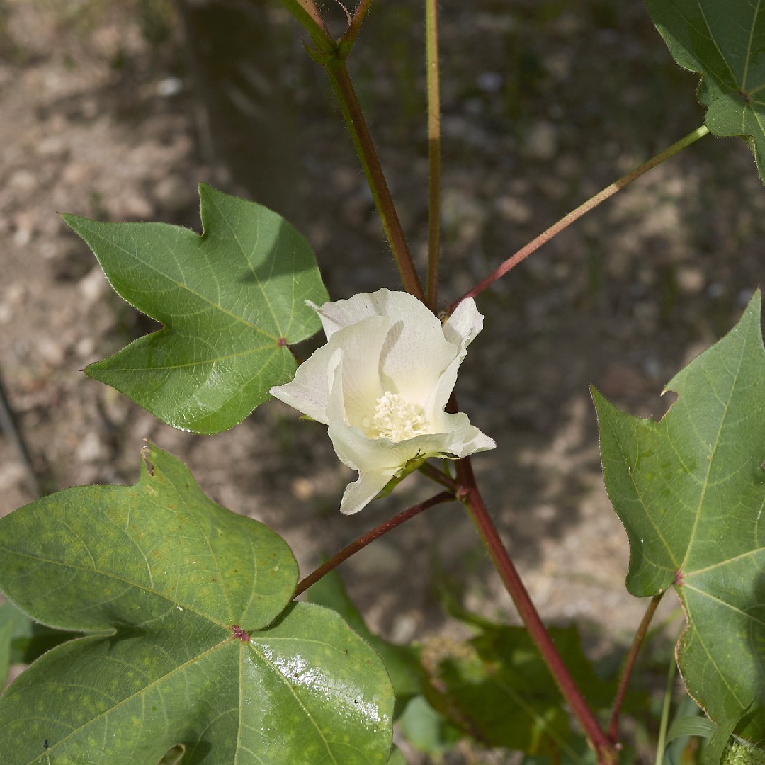 Katoenplant (Gossypium)