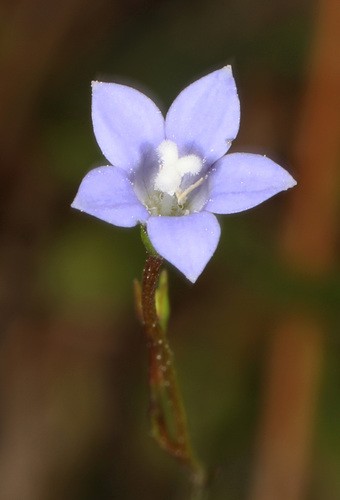 Wahlenbergia Flower, Leaf, Care, Uses - PictureThis