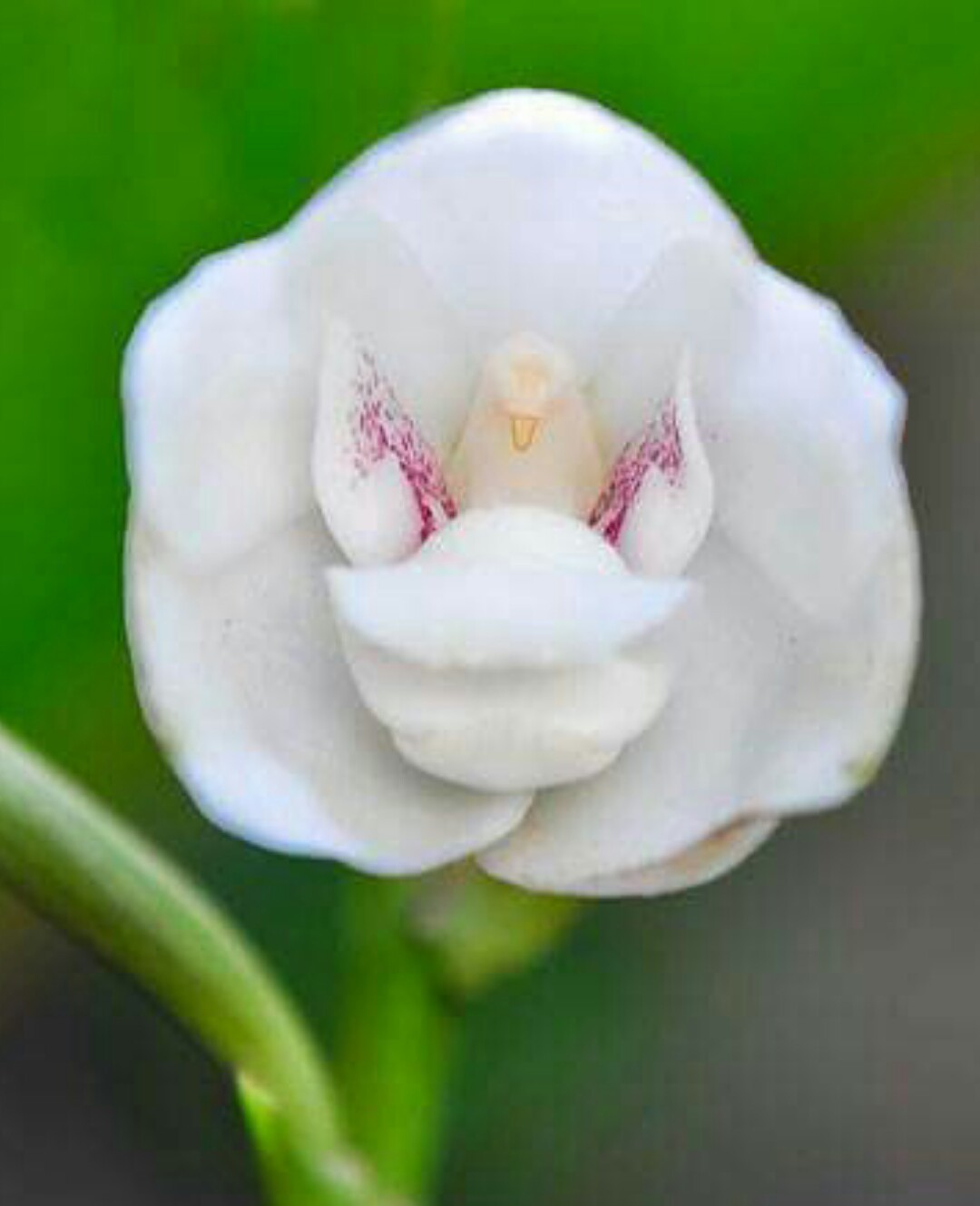 Orquídea-pomba (Peristeria elata) - PictureThis