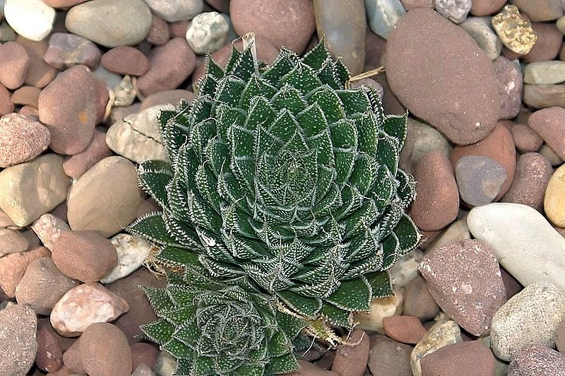 Wie man Grannen-Aloe anbaut und pflegt