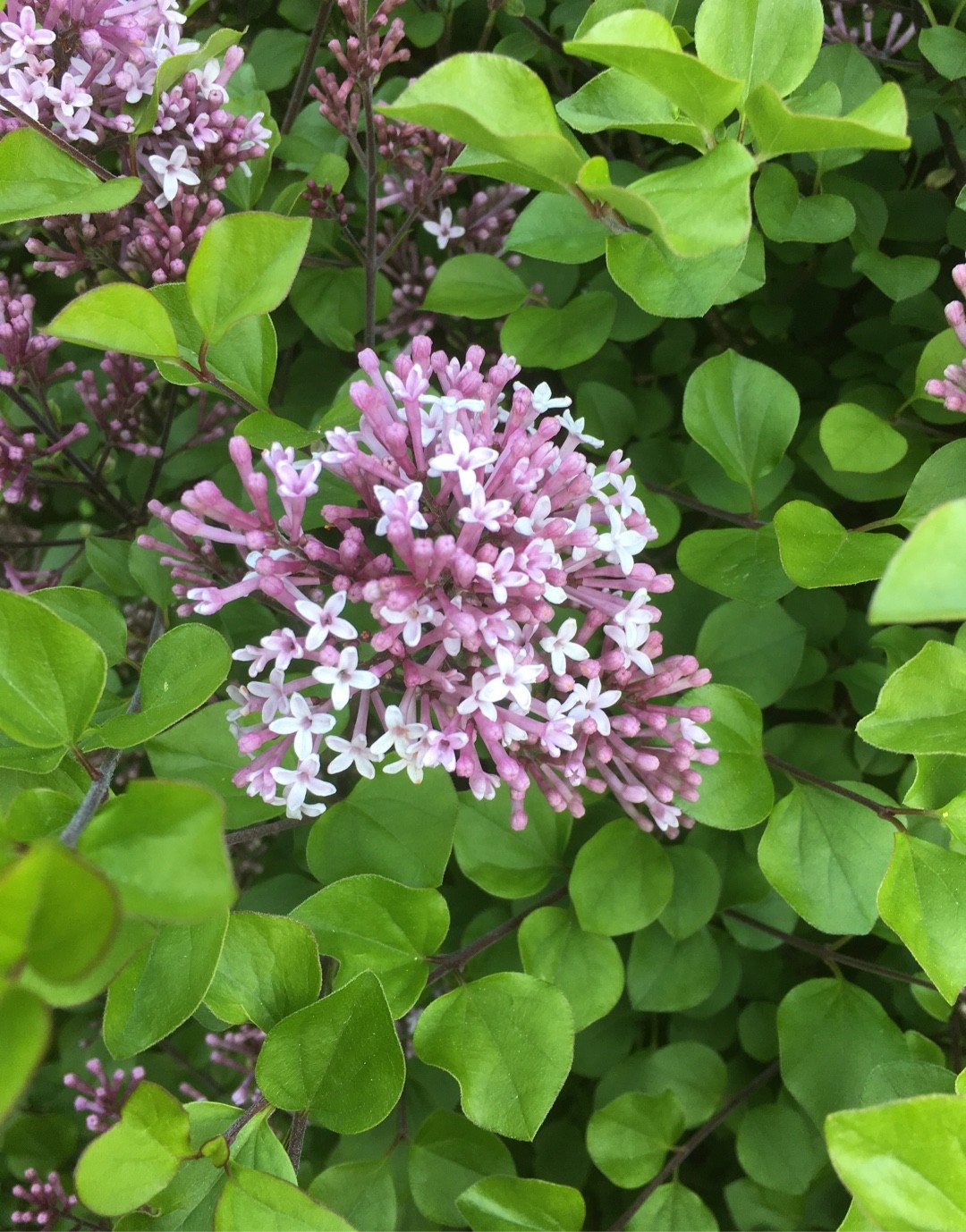 Image of Cluster of Syringa pubescens flowers