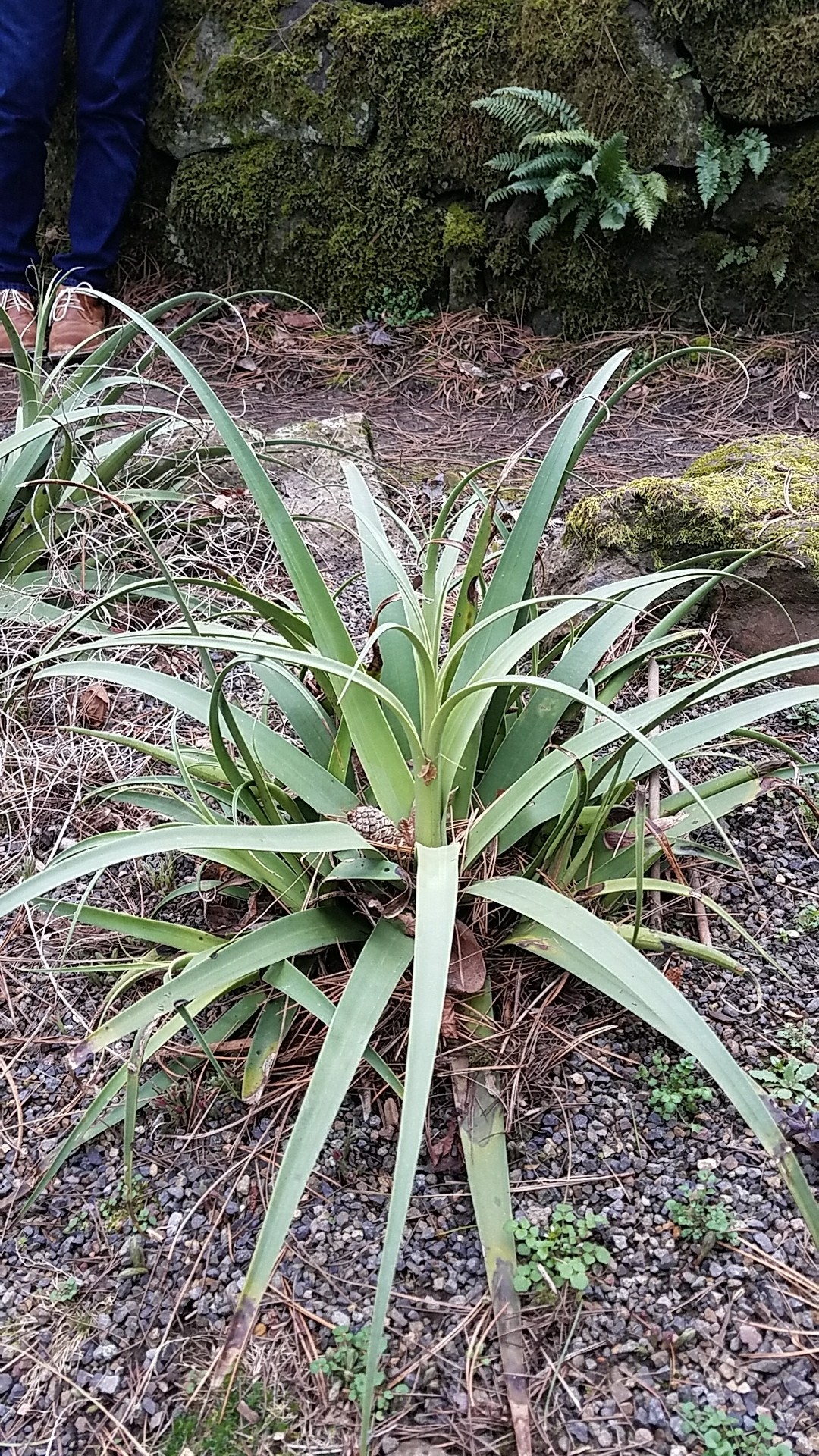 アガベ・ブラクテオサの判定方法 (Agave bracteosa)