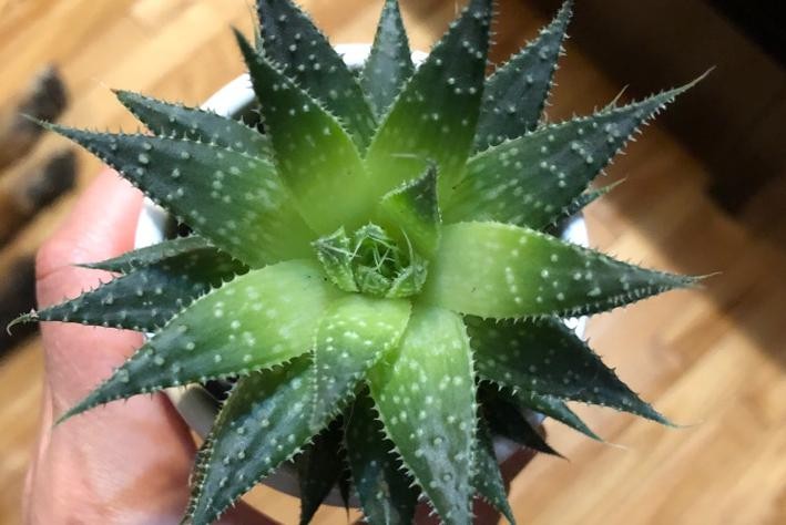aloe vera cooling 100% Pure Aloe Vera Gel – racosmetics.com main image 1