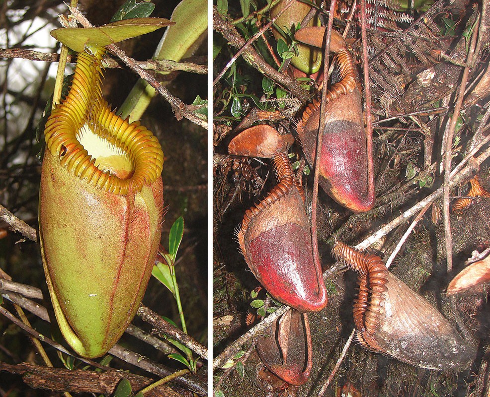Nepenthes villosa - PictureThis