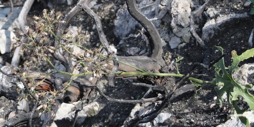 Psacalium PictureThis