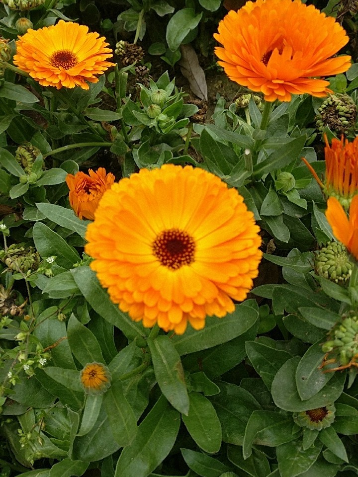 Marigolds (Calendula) Flower, Care, Uses - PictureThis