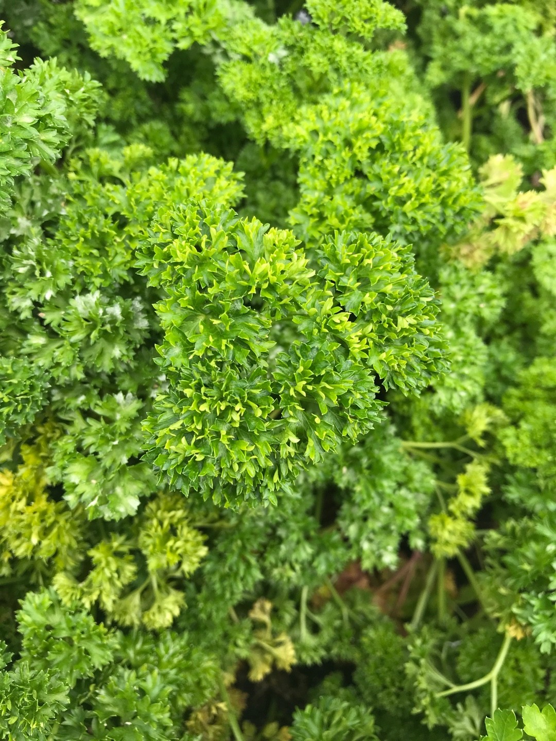 Petroselinum crispum apos;Curlinaapos; - PictureThis