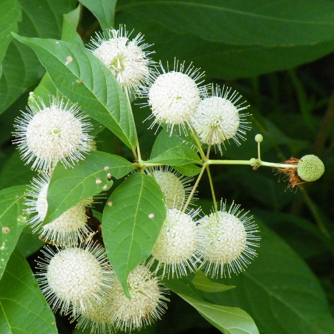 Cephalanthus PictureThis