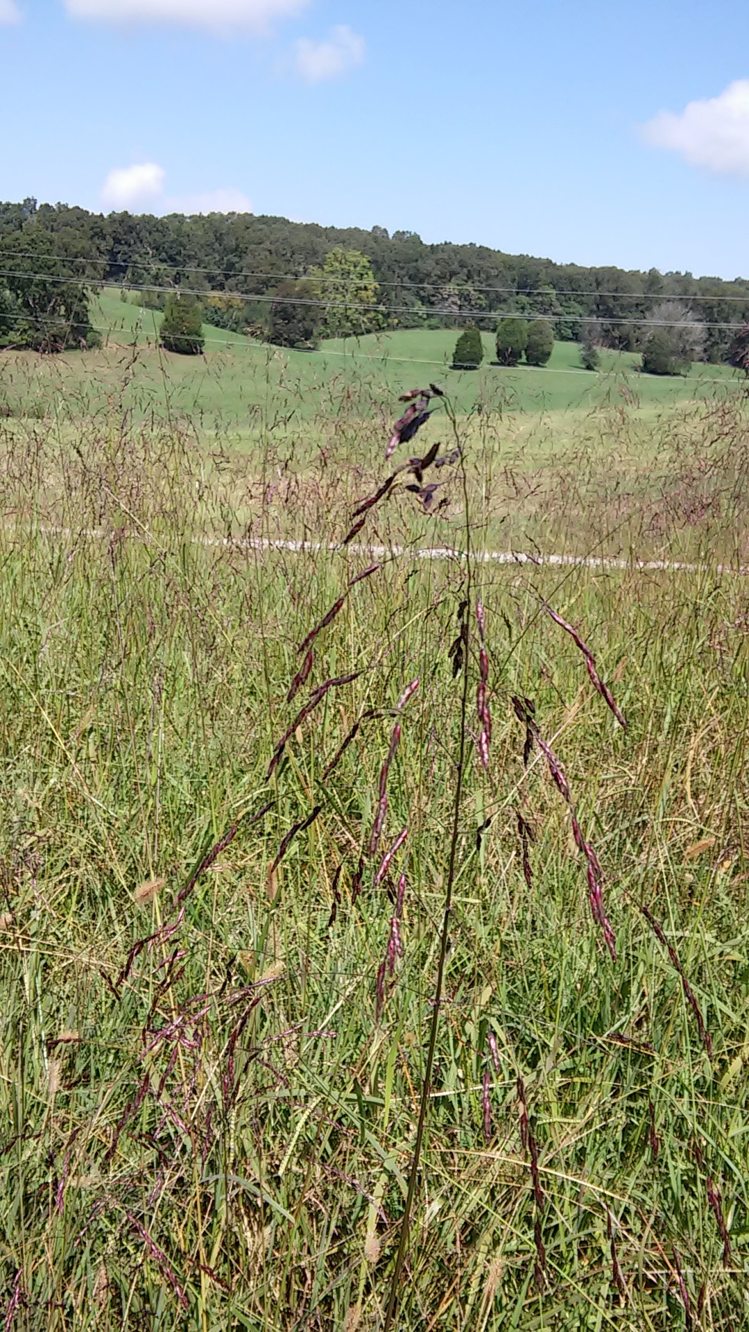 Tridens flavus PictureThis