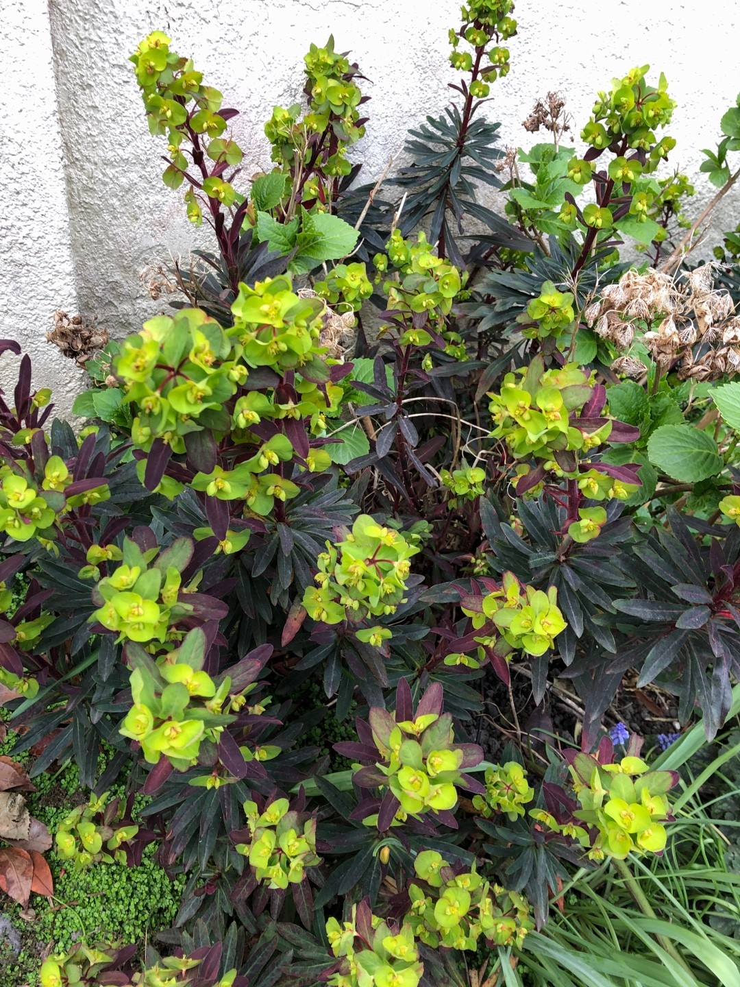 Wood spurge 'Ruby Glow' (Euphorbia amygdaloides 'Ruby Glow') Flower